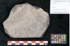 Foto (Objekt + Etikett) von Plantae indet.  (NHMW-GEO-2024-0188-11207)